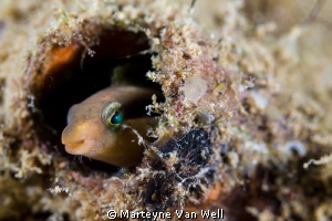Goby looking at the camera at dive site Bethleham. Shot w... by Marteyne Van Well 